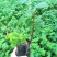 双季红树莓黄树莓覆盆子黑树莓苗南北方花盆庭院种植当年结果