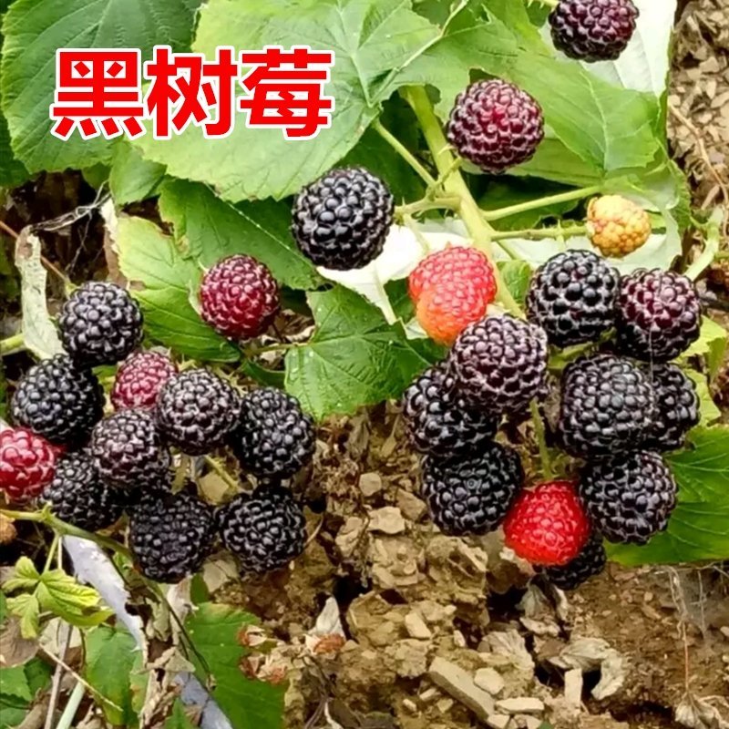 双季红树莓黄树莓覆盆子黑树莓苗南北方花盆庭院种植当年结果