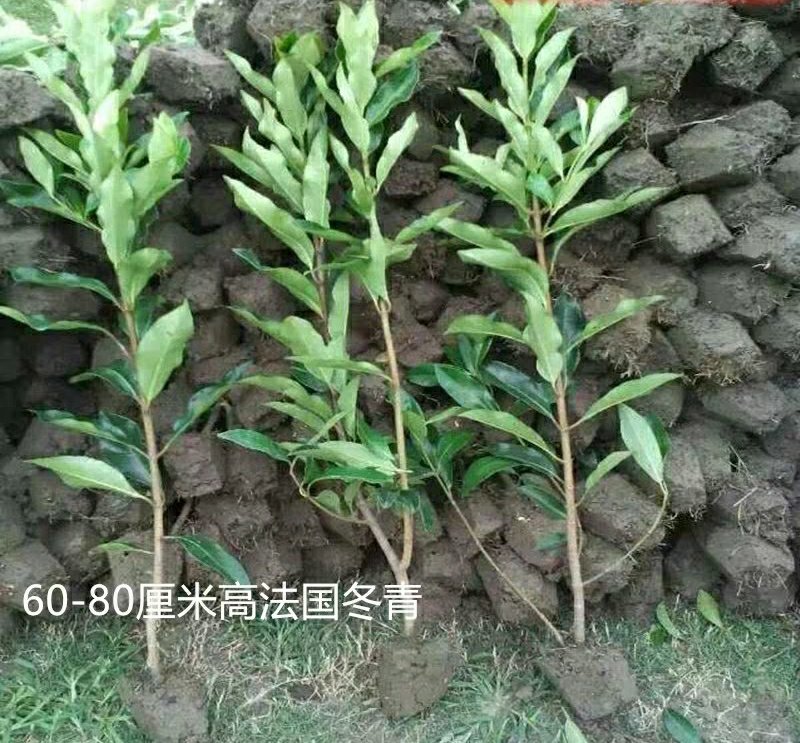 法国冬青庭院绿化树苗篱笆冬青珊瑚苗四季常青围墙树苗篱笆苗