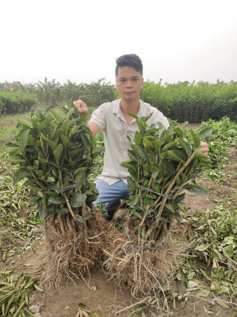 无子青柠檬苗香水柠檬苗北京柠檬苗包邮
