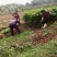 无子青柠檬苗香水柠檬苗北京柠檬苗包邮