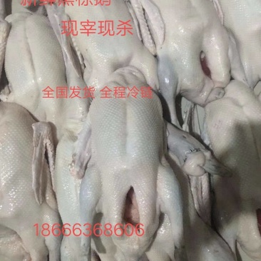 黑棕鹅