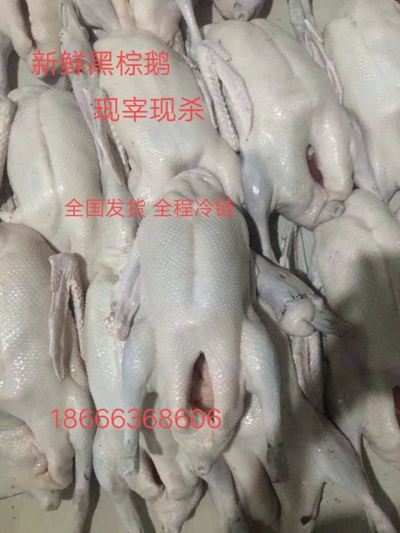 黑棕鹅