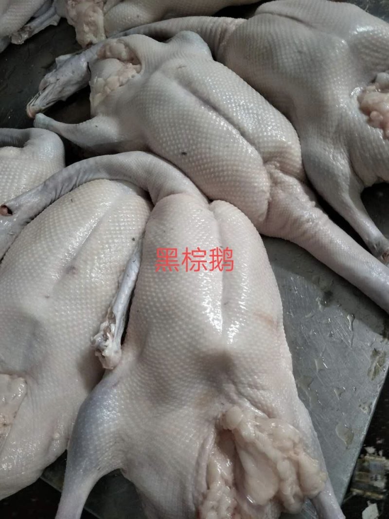 黑棕鹅