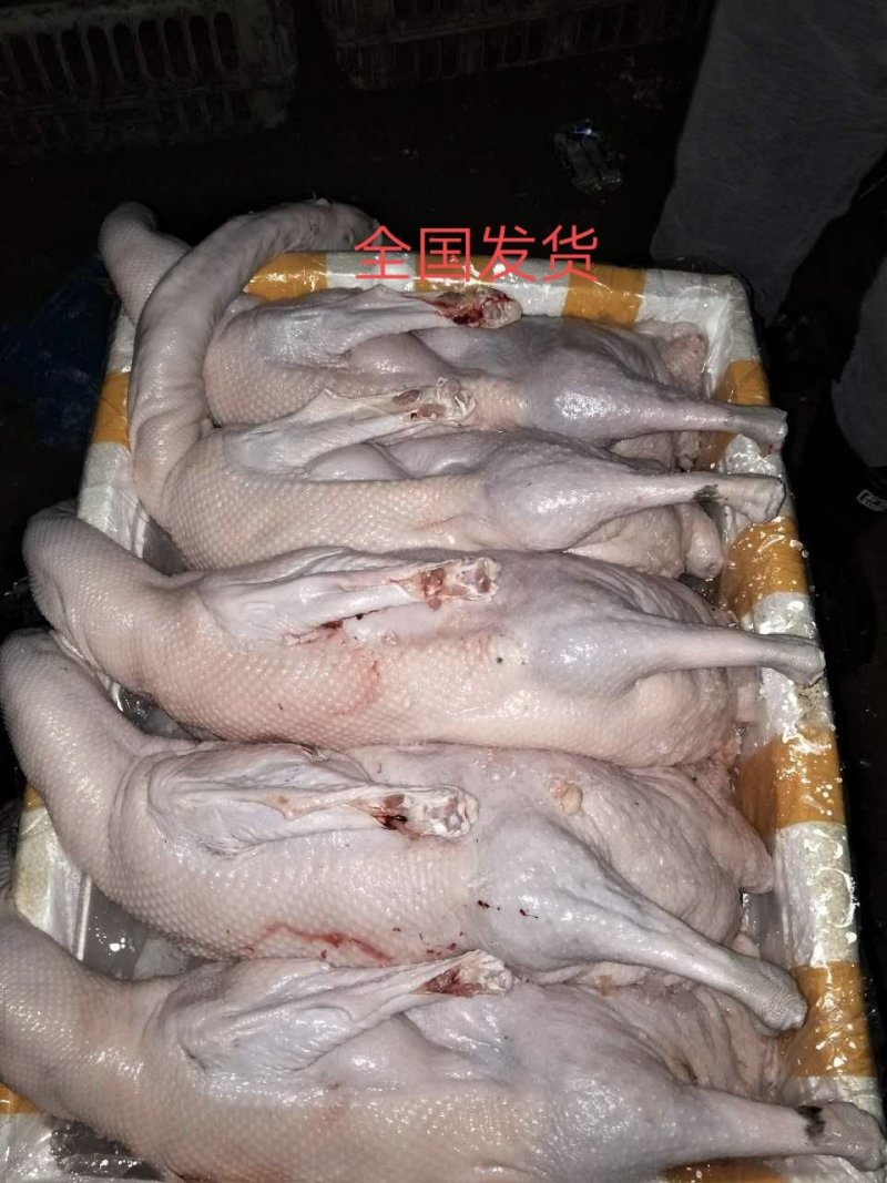 黑棕鹅