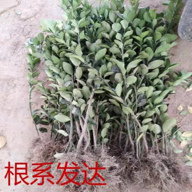 冬青苗大叶黄杨苗法国冬青苗大小叶黄杨苗篱笆树苗四季青绿化