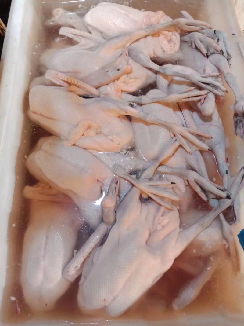 黑棕鹅