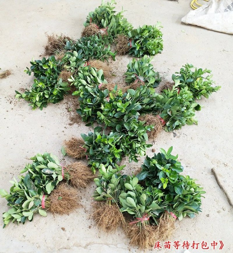 【冬青床苗】四季常青庭院篱笆墙植物大叶黄杨苗