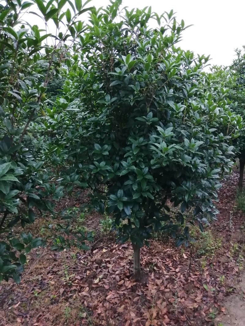 500亩小叶桂花大量供应，产地合肥肥西县