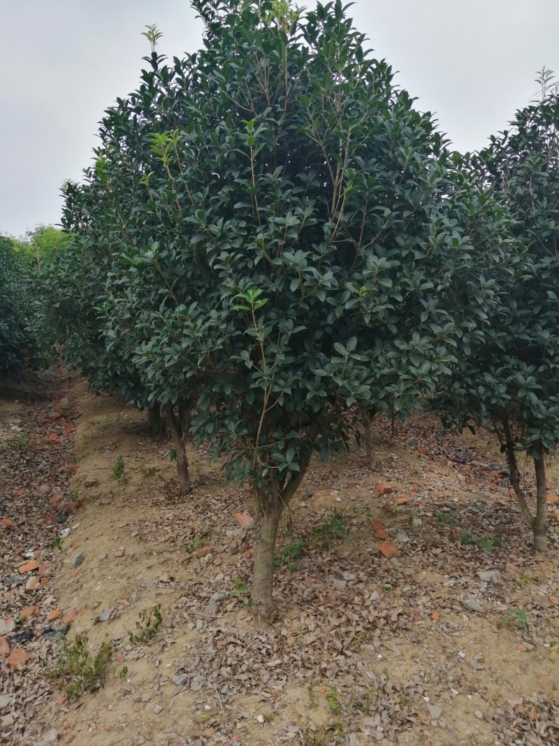 500亩小叶桂花大量供应，产地合肥肥西县