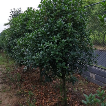 500亩小叶桂花大量供应，产地合肥肥西县