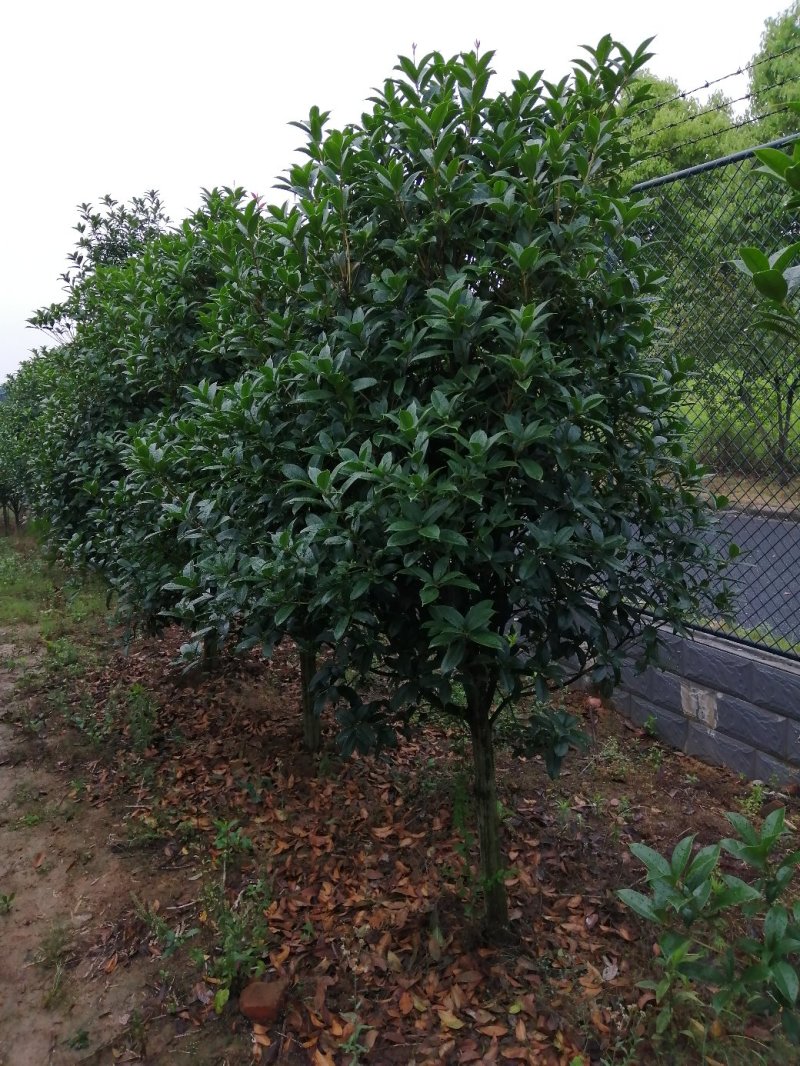500亩小叶桂花大量供应，产地合肥肥西县