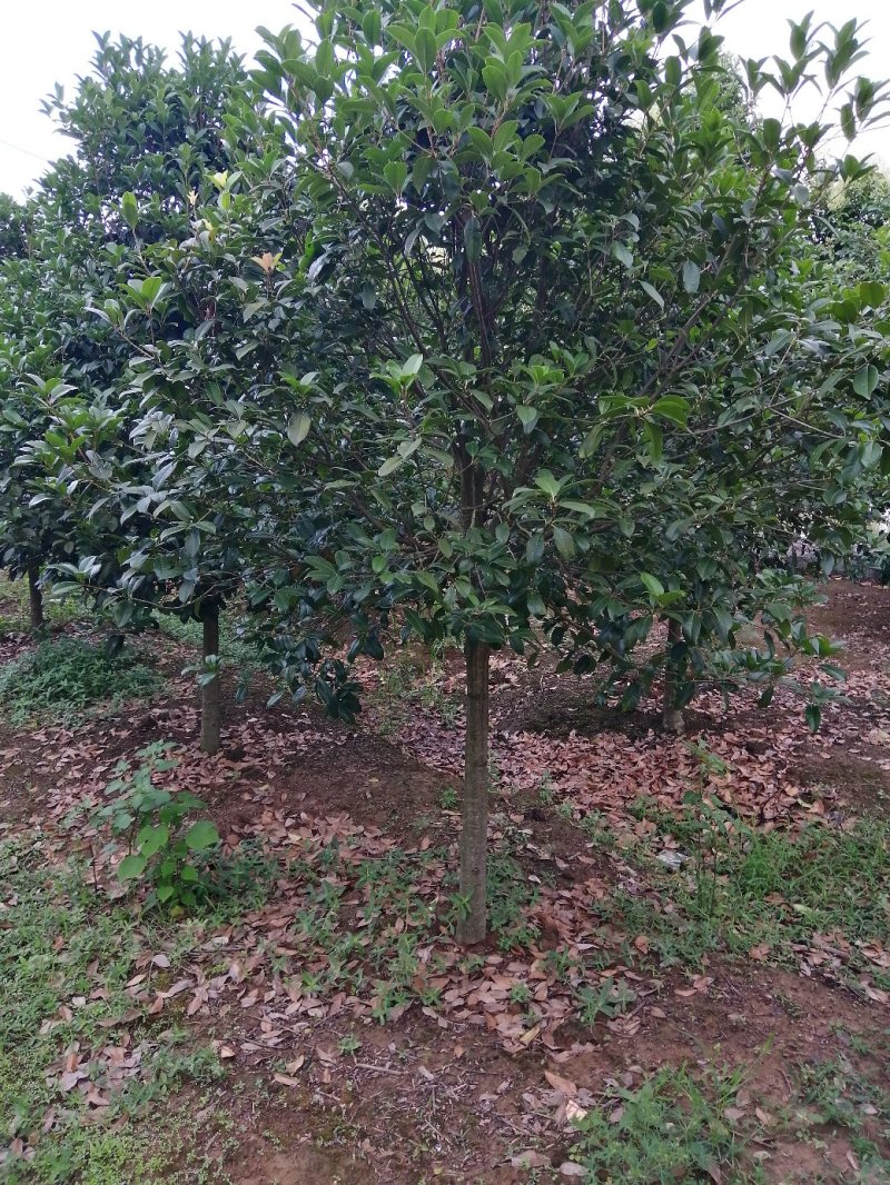 500亩小叶桂花大量供应，产地合肥肥西县
