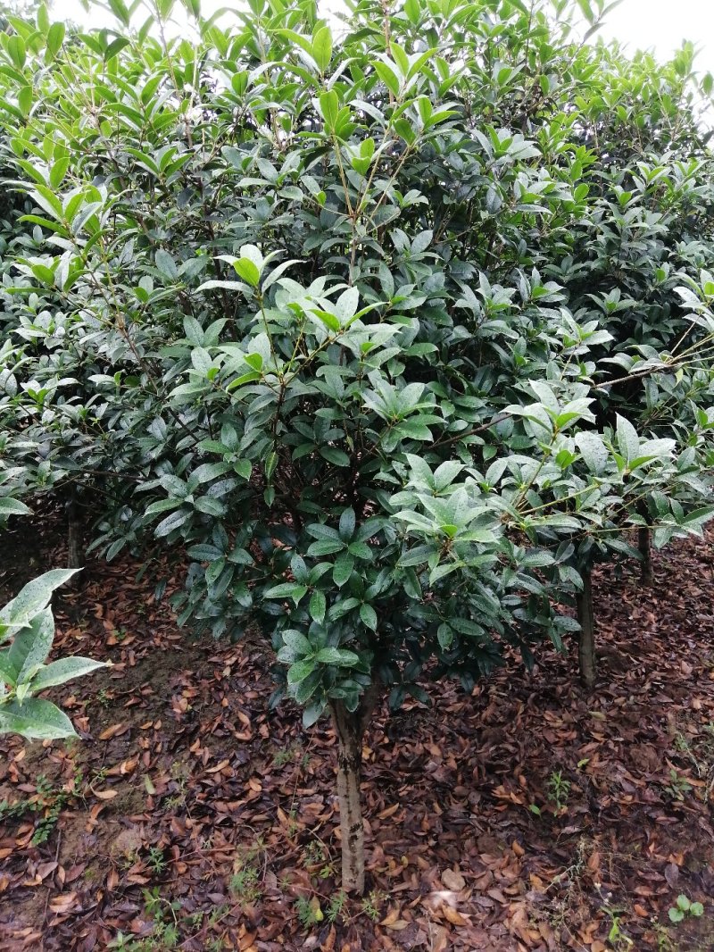 500亩小叶桂花大量供应，产地合肥肥西县