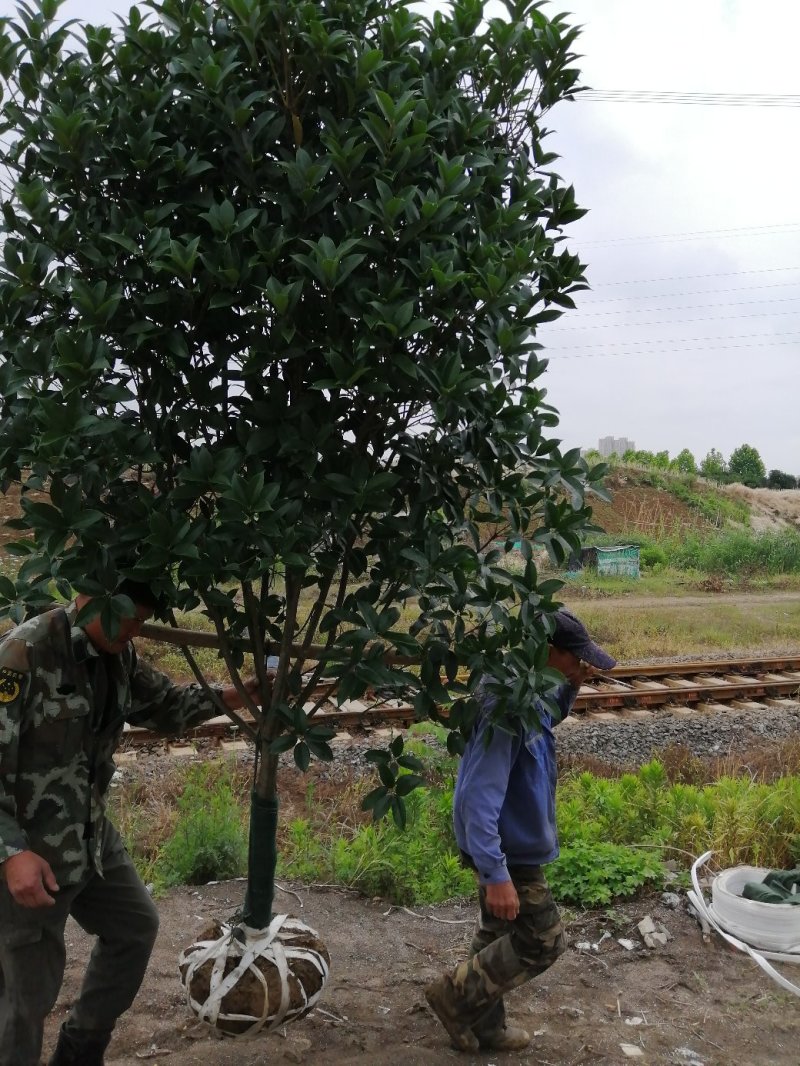 大量供应桂花，基地2000亩，大小规格都有，价格可以仪