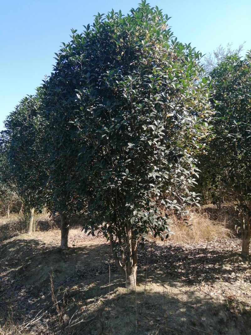 大量供应桂花，基地2000亩，大小规格都有，价格可以仪