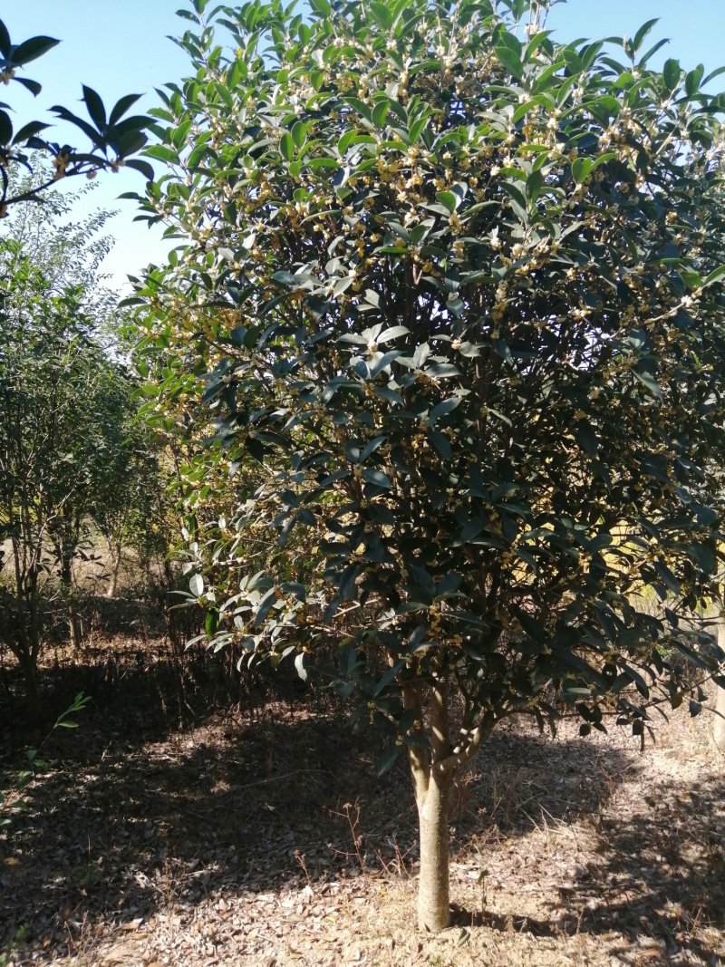 大量供应桂花，基地2000亩，大小规格都有，价格可以仪