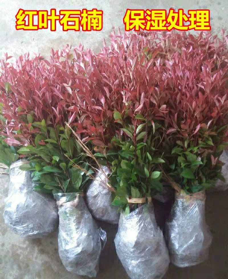 红叶石楠苗庭院绿化苗木园林绿化红叶石楠树苗庭院植物