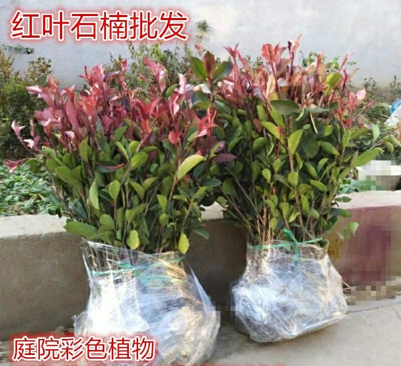 红叶石楠苗庭院绿化苗木园林绿化红叶石楠树苗庭院植物
