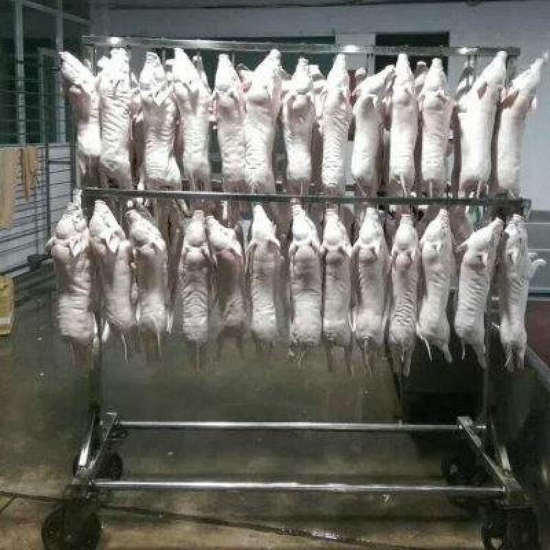 新鲜乳猪(小耳朵)，冷冻乳猪烤乳猪最合适，全程冷链
