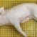 新鲜乳猪(小耳朵)，冷冻乳猪烤乳猪最合适，全程冷链