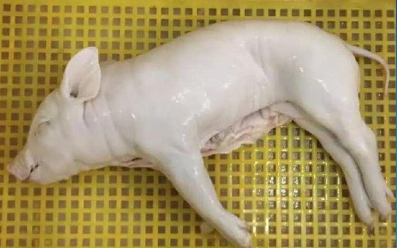 新鲜乳猪(小耳朵)，冷冻乳猪烤乳猪最合适，全程冷链