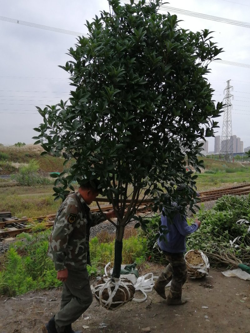 500桂花基地，产地安徽肥东县，规格齐全大量供应