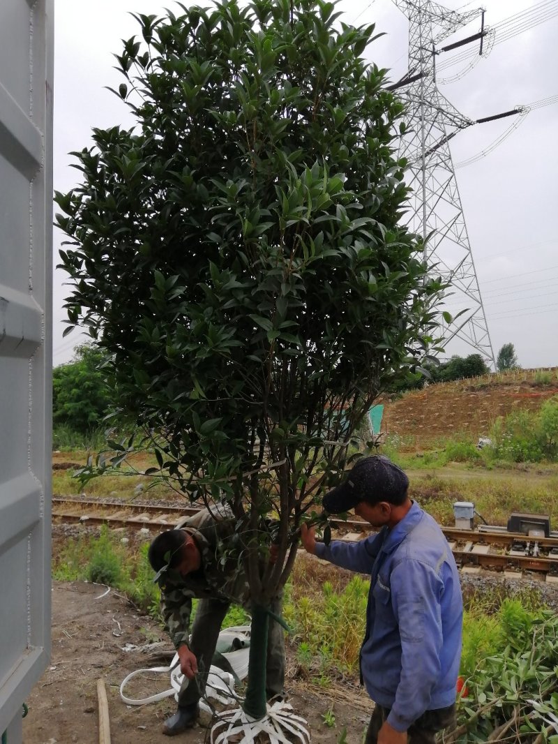 500桂花基地，产地安徽肥东县，规格齐全大量供应