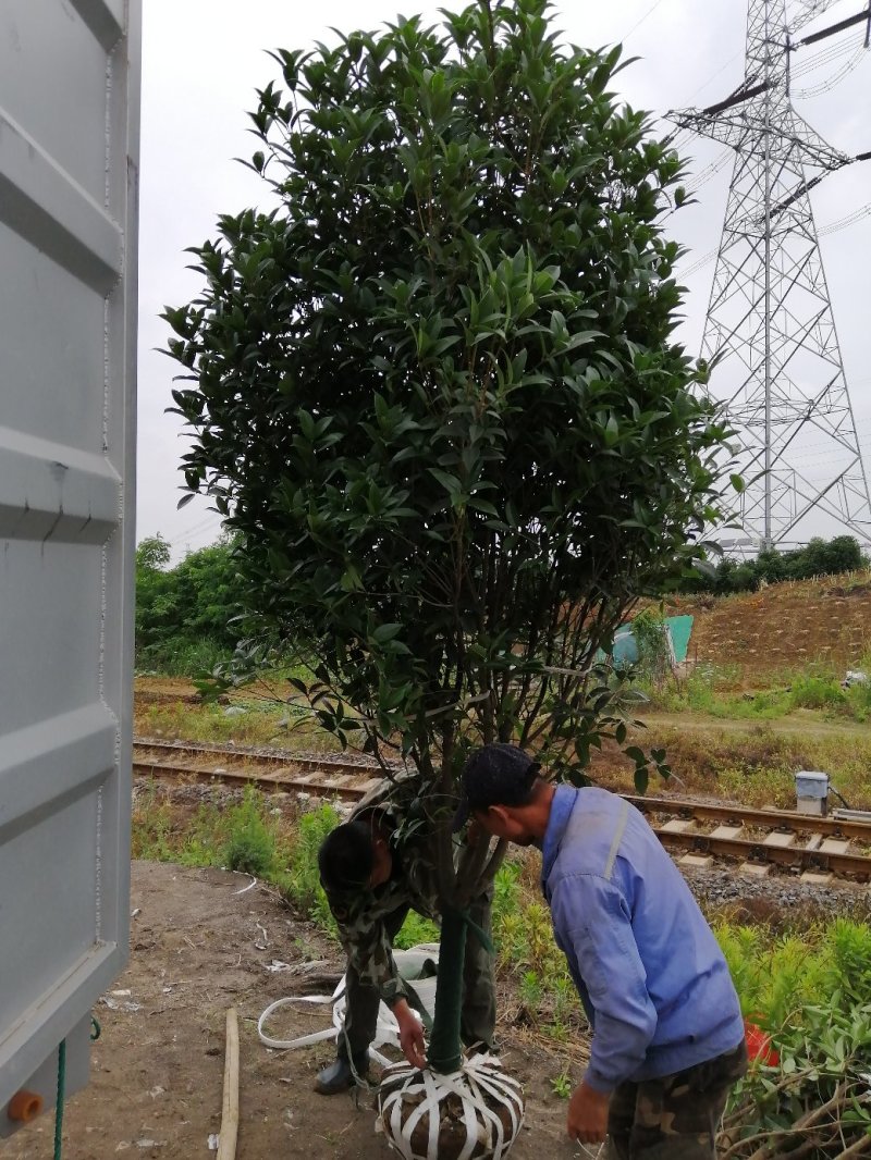 500桂花基地，产地安徽肥东县，规格齐全大量供应