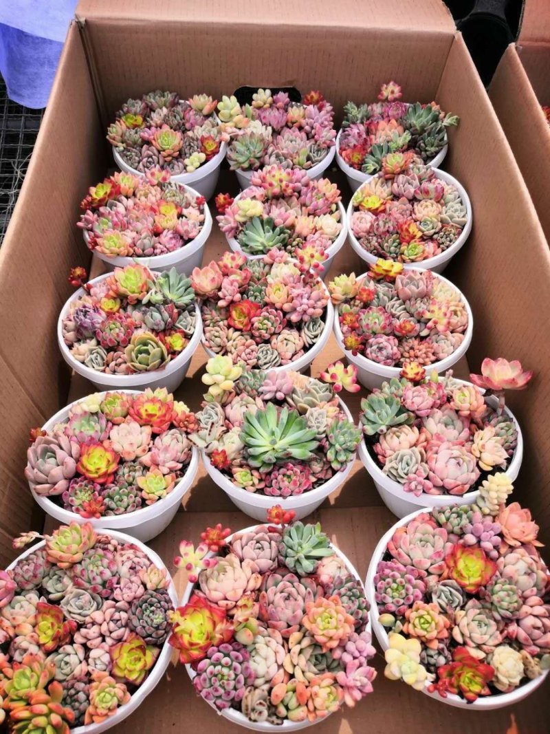 ✅精品多肉植物组合基地种植老桩多肉花卉室内外