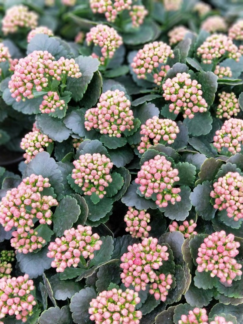 长寿花盆栽青州基地直发重瓣花组盆社区团购