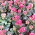 长寿花盆栽青州基地直发重瓣花组盆社区团购