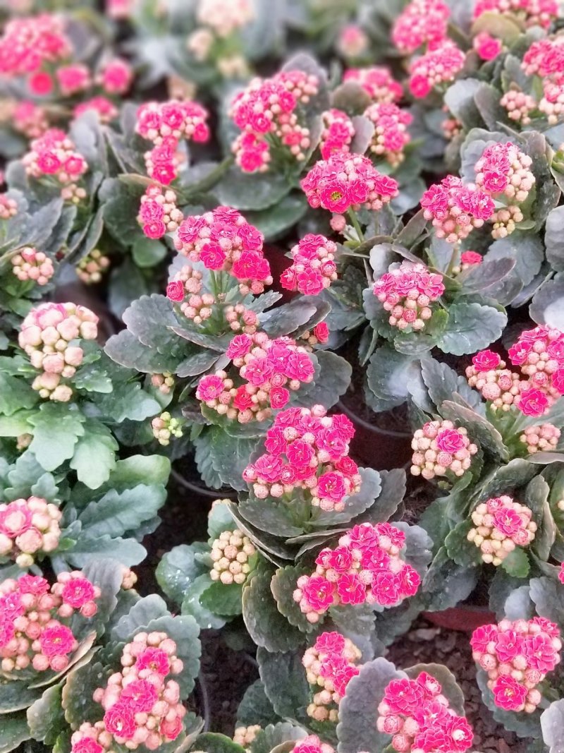 长寿花盆栽青州基地直发重瓣花组盆社区团购