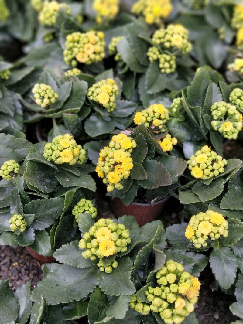 长寿花盆栽青州基地直发重瓣花组盆社区团购