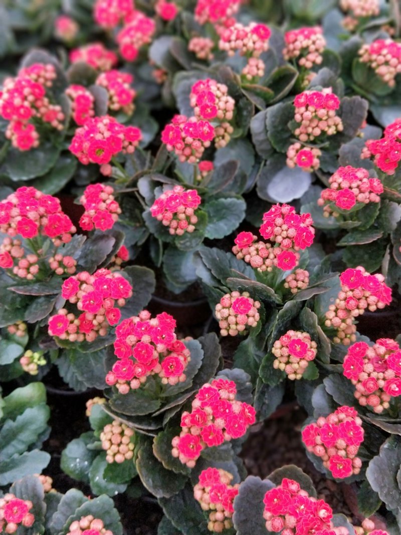 长寿花盆栽青州基地直发重瓣花组盆社区团购