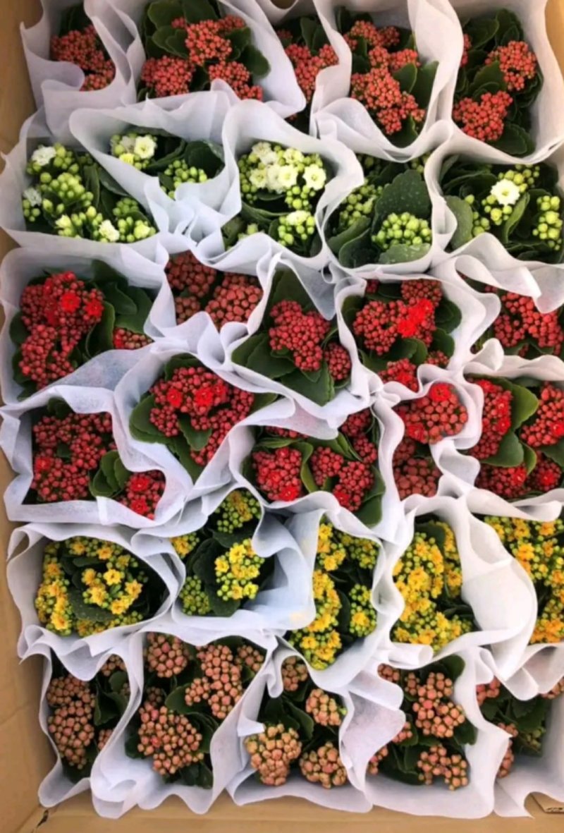 长寿花盆栽青州基地直发重瓣花组盆社区团购