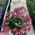 长寿花盆栽青州基地直发重瓣花组盆社区团购