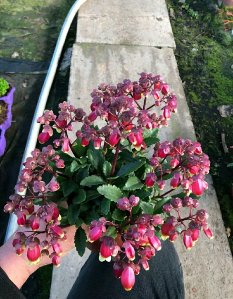 长寿花盆栽青州基地直发重瓣花组盆社区团购