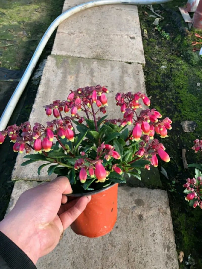 长寿花盆栽青州基地直发重瓣花组盆社区团购