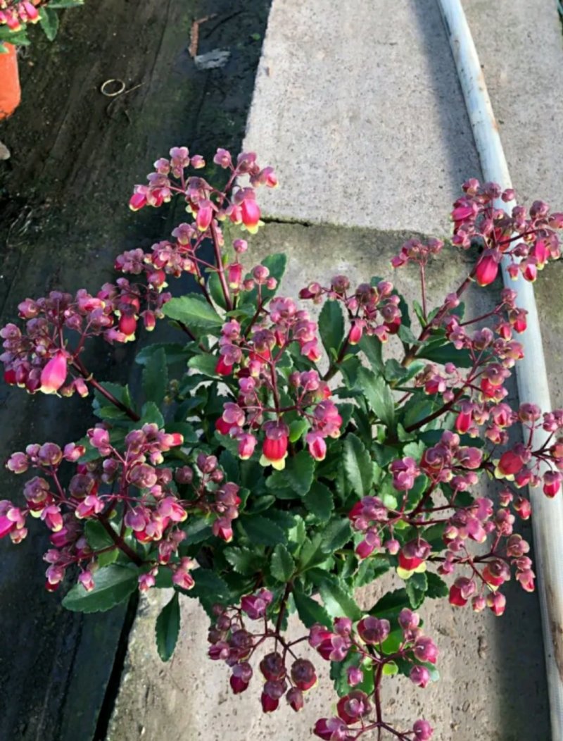 长寿花盆栽青州基地直发重瓣花组盆社区团购