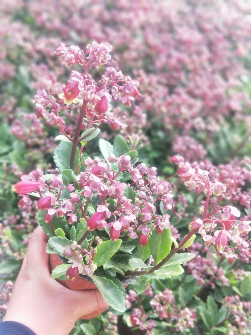 长寿花盆栽青州基地直发重瓣花组盆社区团购