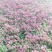 长寿花盆栽青州基地直发重瓣花组盆社区团购
