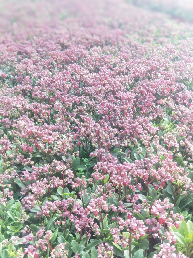 长寿花盆栽青州基地直发重瓣花组盆社区团购