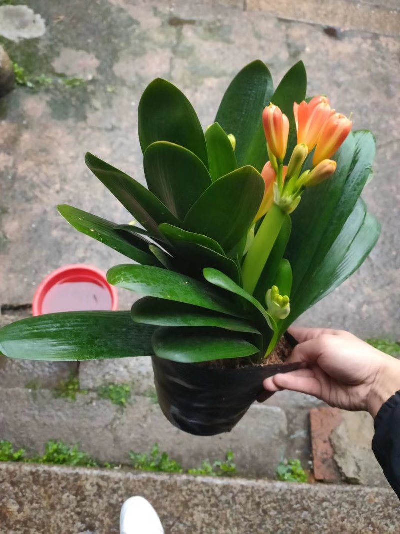 君子兰观叶植物净化空气缓解眼疲劳