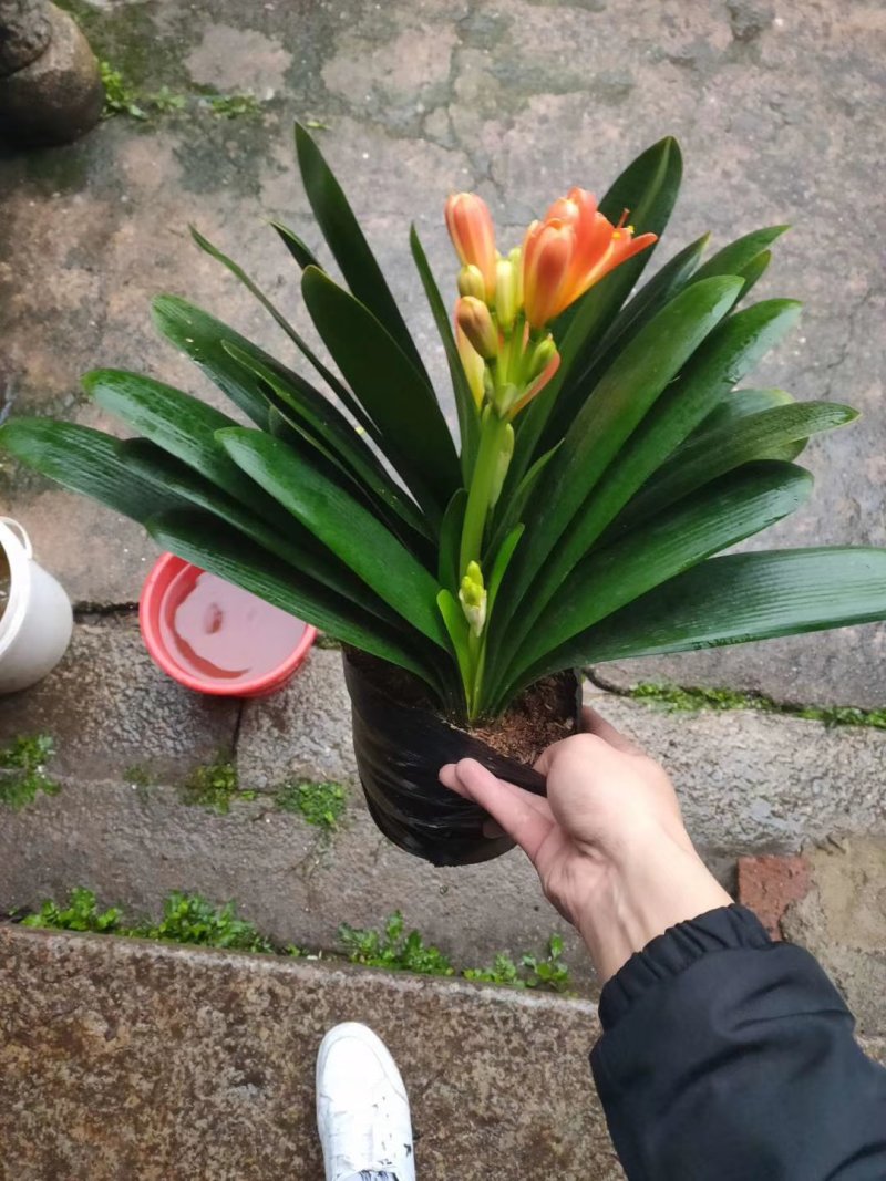 君子兰观叶植物净化空气缓解眼疲劳