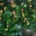 君子兰观叶植物净化空气缓解眼疲劳