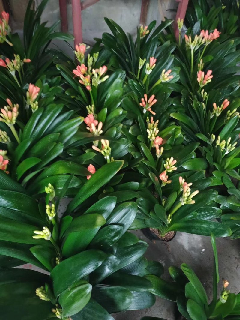 君子兰观叶植物净化空气缓解眼疲劳