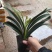 君子兰观叶植物净化空气缓解眼疲劳