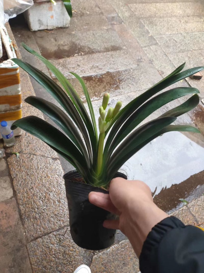 君子兰观叶植物净化空气缓解眼疲劳