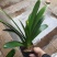 君子兰观叶植物净化空气缓解眼疲劳